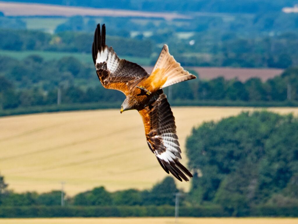 Watlington Hill Red Kite 22