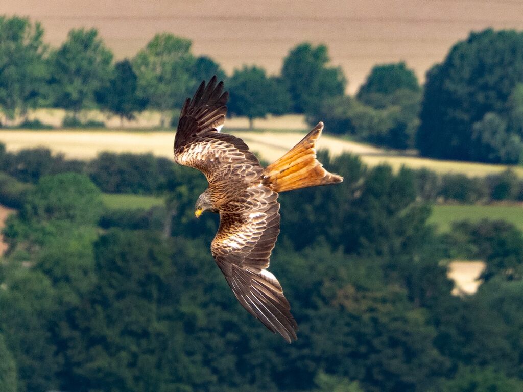 Watlington Hill Red Kite 24