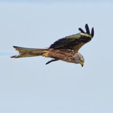 Watlington Hill Red Kite 26