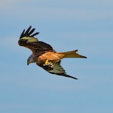 Watlington Hill Red Kite 27