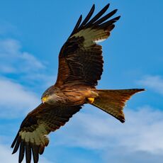 Watlington Hill Kite 28
