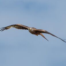 Watlington Hill Red Kite 10