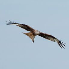 Watlington Hill Red Kite 11