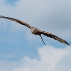 Watlington Hill Red Kite 12