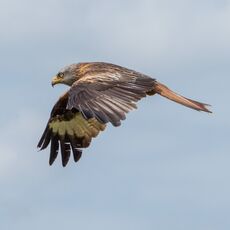 Watlington Hill Red Kite 13