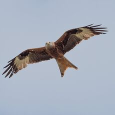 Watlington Hill Red Kite 14