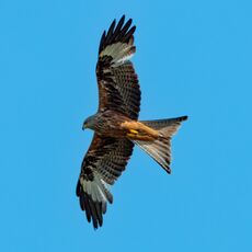 Watlington Hill Red Kite 16