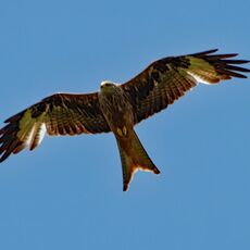 Watlington Hill Red Kite 17