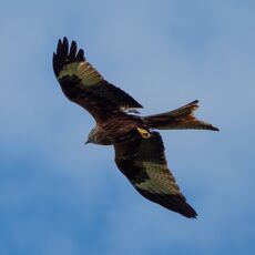 Watlington Hill Red Kite 1