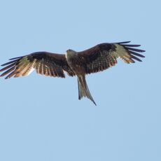 Watlington Hill Red Kite 20