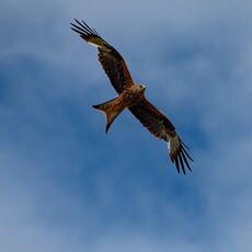 Watlington Hill Red Kite 2