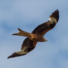 Watlington Hill Red Kite 3
