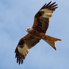 Watlington Hill Red Kite 4