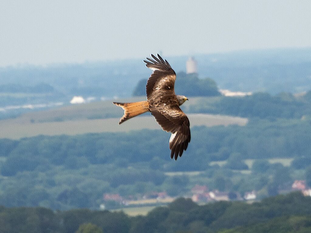 Watlington Hill Red Kite 5