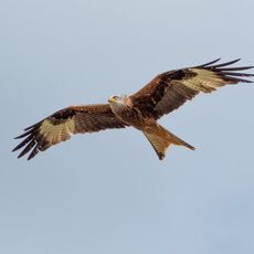 Watlington Hill Red Kite 6