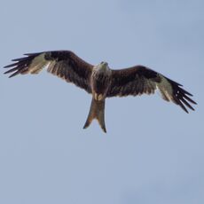 Watlington Hill Red Kite 7