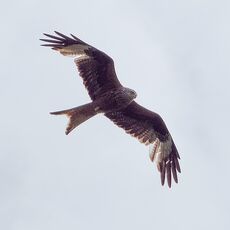 Watlington Hill Red Kite 8