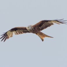 Watlington Hill Red Kite 9
