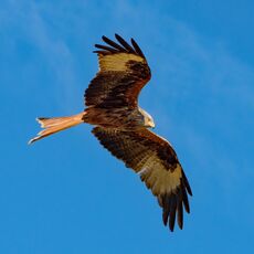 Watlington Red Kite 39