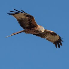 Watlington Red Kite 40