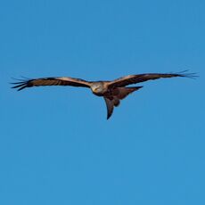 Watlington Red Kite 41