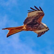 Watlington Red Kite 42