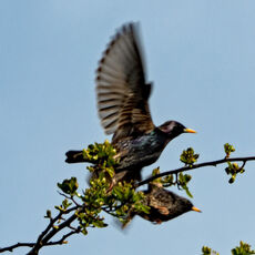 We Have Liftoff! Starlings leaving a bush, Grimsbury Reservoir