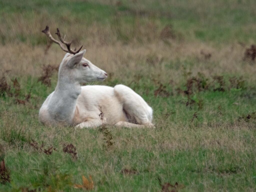 Bradgate Park White Stag