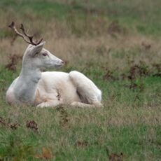 Bradgate Park White Stag