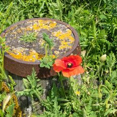 Poppy on the Beach at Whitstable