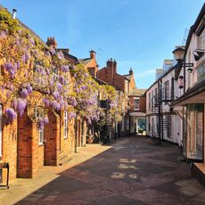 Wisteria, White Lion Walk Banbury.