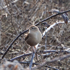 Wren, Banbury Country Park