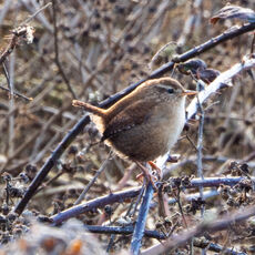 Wren, Banbury Country Park