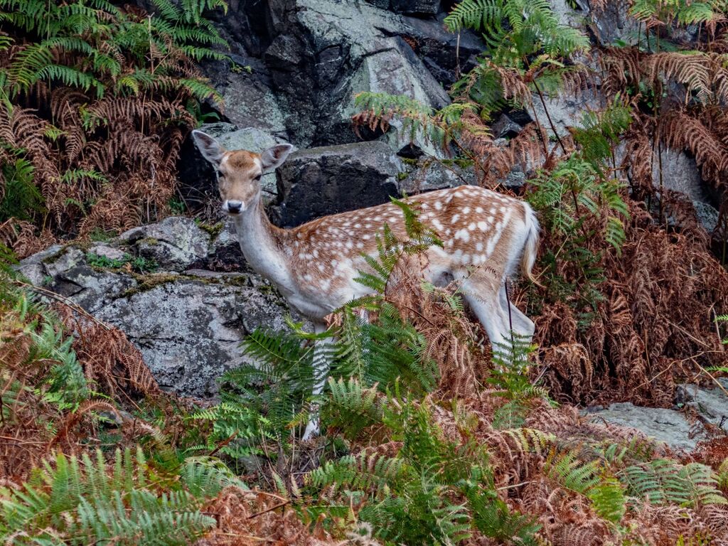Bradgate Park Young Deer