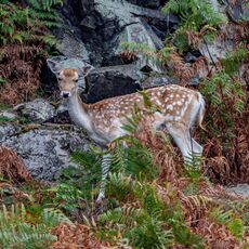 Bradgate Park Young Deer