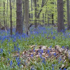 Stoke Woods Bluebells