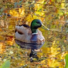 Duck on a Small Pond, Spiceball Park