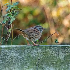 Dunnock, Grimsbury Reservoir