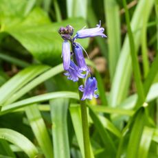 Stoke Woods First 2021 Bluebell