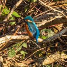 Kingfisher, Oxford Canal