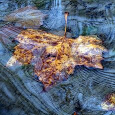 Leaf On An Oxford Canal Overflow