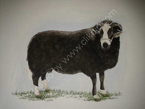 Balwen ram