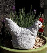 Large chicken