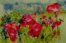 'Allotment Poppies'