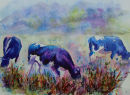 Blue Moos