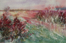 'Burnham Overy Staithe reed beds'