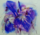 'Flag Iris 4'