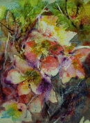 'Hellebore Fantasy'