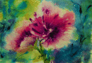 'Hollyhocks in the pink'