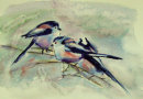 'Long Tailed Tits'